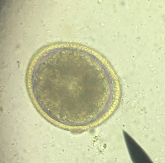 Parasitenei unter dem Mikroskop