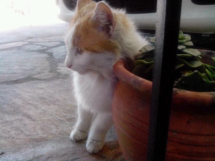 Katze als Patientin zu Hause